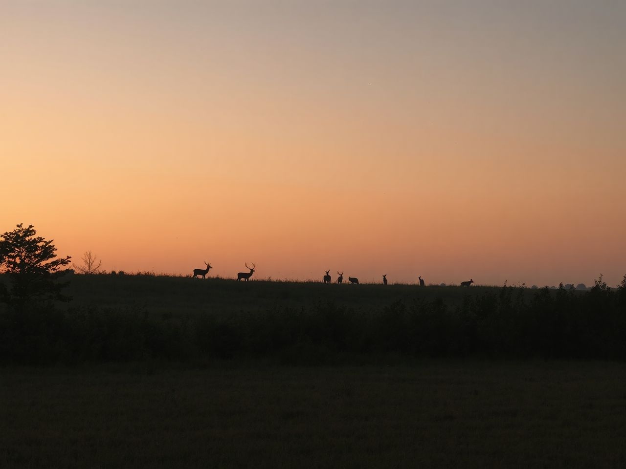 A szürkület befolyásolja az állatok viselkedését és emberi éberséget.