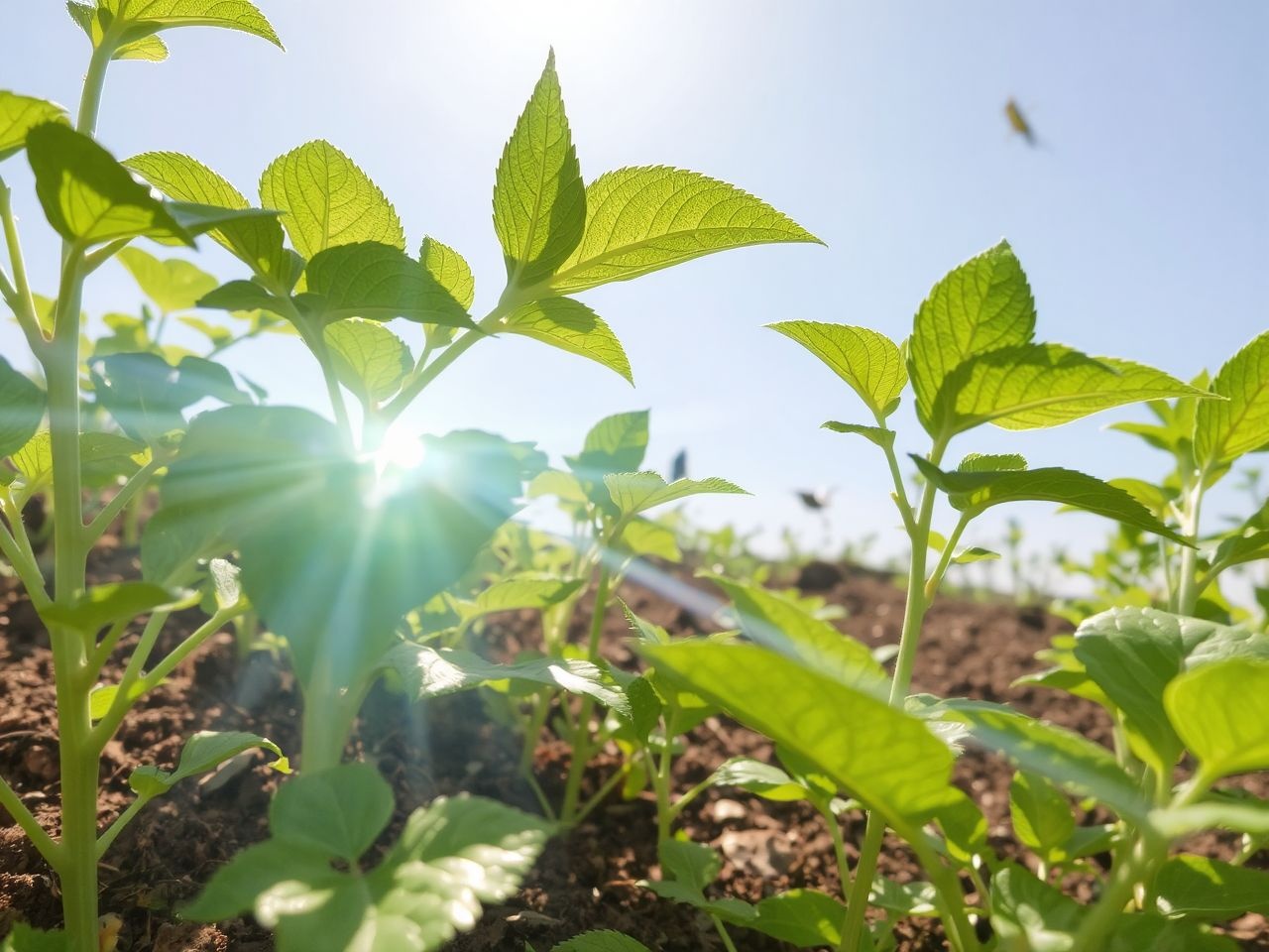 Az UV-B sugárzás növeli a növények védekező pigmentjeit.